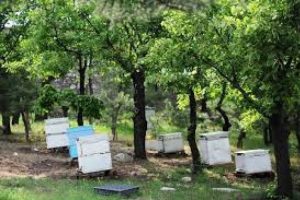Bursa, Yalova ve Bilecik'te 11 adet bal ormanı kuruldu