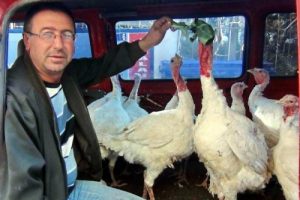 Hindi satışlarında artış