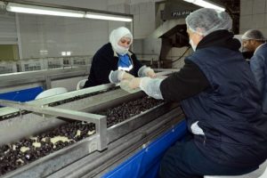 Marmarabirlik yılı 41,7 milyon lira kar ile kapatıyor