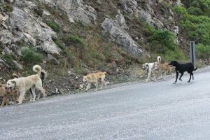 Bursa'da başı boş k&ouml;pekler tehlike sa&ccedil;ıyor