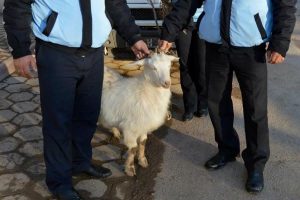 Kayıp ke&ccedil;inin sahibi ortaya &ccedil;ıktı
