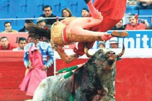 Kadın matador b&ouml;yle boynuzlandı!