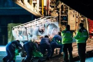 İngiltere'nin ilk ebola vakası g&ouml;zetim altında