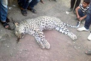 Diyarbakı'da leopar &ouml;ld&uuml;ren kuzenlere beraat
