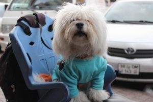 Paşa'nın bisiklet tutkusu