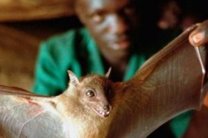 Ebola'da ş&uuml;pheli 'meyve yarasaları'