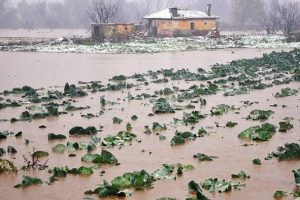 Gediz Nehri taştı binlerce hayvan telef oldu