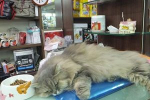 Pet shoplara ceza!