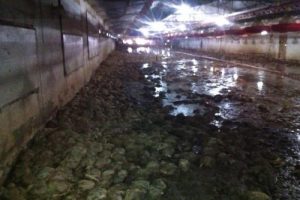 Gediz Nehri faturayı kesti!