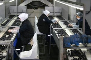 2014 zeytin &uuml;reticisi i&ccedil;in kara yıl oldu