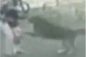 15 aylık bebeğe k&ouml;pek saldırdı!