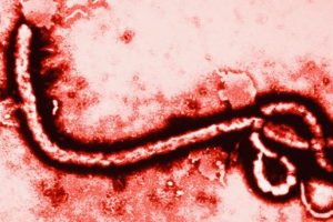 Ebola i&ccedil;in yeni umut