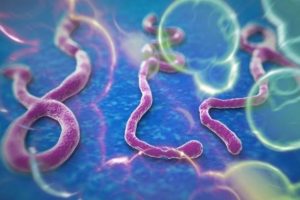 Kıbrıs Rum kesiminde Ebola alarmı