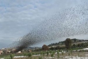 Sığırcık kuşlarının g&ouml;ky&uuml;z&uuml;ndeki dansı b&uuml;y&uuml;ledi