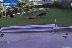 Alman k&ouml;peği &ccedil;ocuğa b&ouml;yle saldırdı