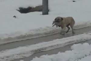 Yavrularını soğuktan b&ouml;yle korudu