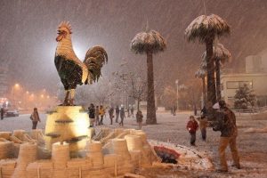 Denizli'de karlı horoz &ouml;z&ccedil;ekimi