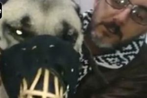 Tecav&uuml;ze uğrayan k&ouml;peğin g&ouml;zyaşları y&uuml;rek yaktı