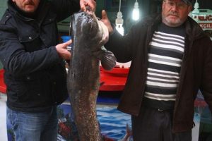 İznik G&ouml;l&uuml;'nde yakalandı