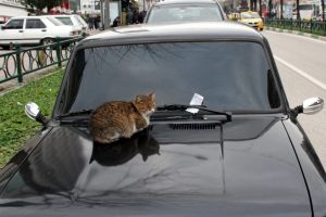 Bursa'da soğuktan &uuml;ş&uuml;yen kedi...