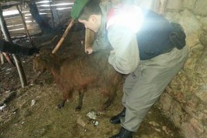 Bursa'da kara dayanamayan &ccedil;atı &ccedil;&ouml;kt&uuml;!