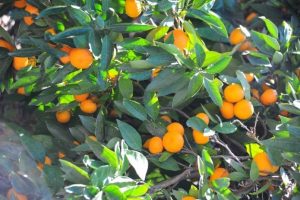 Mandalina &uuml;reticisine Rusya darbesi