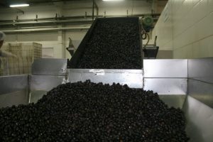 Bursa zeytinde liderliği kaptırdı