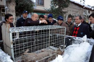 Bursa'da a&ccedil; kurt şehre indi!