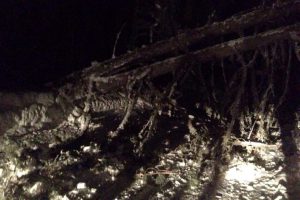 Uludağ yolunda 5 ağa&ccedil; devrildi! Yol trafiğe kapandı...