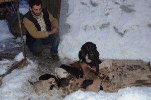 Sokak k&ouml;peği 18 yavru doğurdu