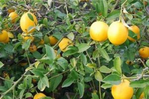 Hırsızlar limon ağacını &ccedil;aldı