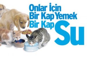 Yeni bir kampanya: ''Sokak hayvanları i&ccedil;in meydan okuyorum''