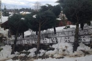 Aşırı kar yağışı ağa&ccedil;ları devirdi