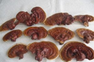 Bu mantarın kilogramı bin lira