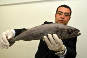 Zehirli okyanus balığı Mersin K&ouml;rfezi'nde