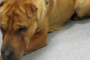 K&ouml;peği neden terk ettiğini a&ccedil;ıkladı