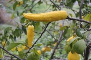 Bu limon g&ouml;renleri şaşırtıyor