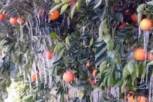 Soğuk ve fırtına narenciye bah&ccedil;elerini vurdu