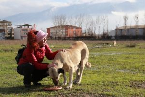 B&uuml;y&uuml;kşehir sokak hayvanlarını da unutmadı