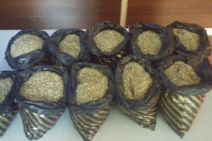 5 kilo bonzai ele ge&ccedil;irildi