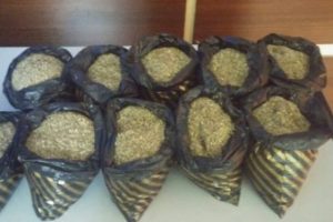 Bonzai bir can daha aldı