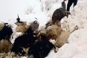 21 hayvan telef oldu