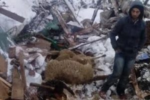 Bursa'da dam &ccedil;&ouml;kt&uuml;! 10 hayvan telef oldu!