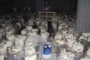 Bodrum katında k&uuml;lt&uuml;r mantarı yetiştiriyor