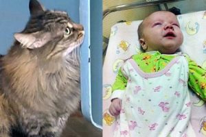 Sokak kedisi terk edilmiş bebeği donarak &ouml;lmekten kurtardı