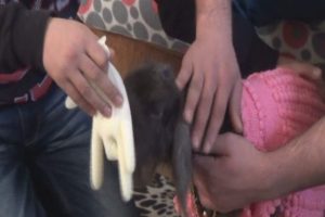 B&ouml;yle kuzu sevgisi g&ouml;r&uuml;lmedi