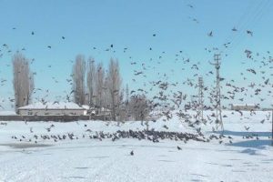 Yaban hayatı i&ccedil;in doğaya yem bıraktılar