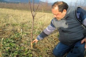Bayrami&ccedil;'te a&ccedil; kalan fareler fidanları kemirdi