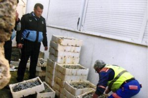 60 kasa bozulmuş balık imha edildi