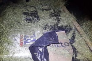 Otların arasında 2 kamyon ka&ccedil;ak sigara